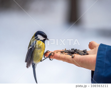 A tit sits on a man's hand and eats seeds. A tit sits on a man's hand and eats seeds. 106563211