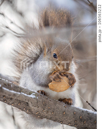 The squirrel with nut sits on tree in the winter or late autumn The squirrel with nut sits on tree in the winter or late autumn 106563212