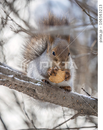 The squirrel with nut sits on tree in the winter or late autumn 106563213