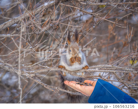 Squirrel eats nuts from a man's hand. Caring for animals in winter or autumn. Squirrel eats nuts from a man's hand. Caring for animals in winter or autumn. 106563216