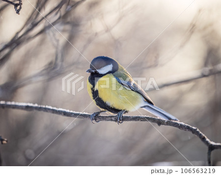 Cute bird Great tit, songbird sitting on a branch without leaves in the autumn or winter. 106563219