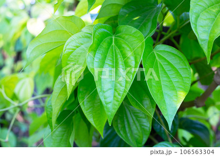 Green leaves of betel plant in the garden 106563304