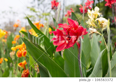 Beautiful canna flower with green leaves in the garden Beautiful canna flower with green leaves in the garden 106563372