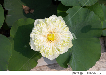 Beautiful water lily. Lotus flower with green leaves Beautiful water lily. Lotus flower with green leaves 106563379