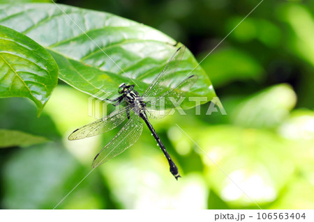 森の木の葉の下にとまったミヤマサナエトンボ（マクロレンズ使用・屋外自然光・接写写真） 106563404