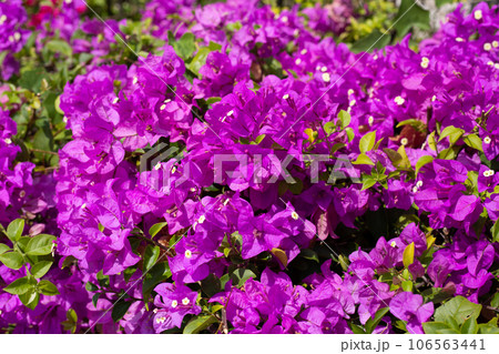 Beautiful bougainvillea flowers with green leaves 106563441