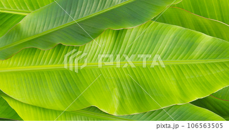 Fresh banana leaves on for background. 106563505