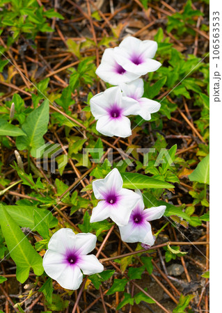Water spinach or river spinach, water morning glory Water spinach or river spinach, water morning glory 106563533
