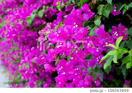 Beautiful bougainvillea flowers with green leaves Beautiful bougainvillea flowers with green leaves 106563609