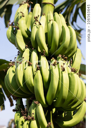 Young green banana fruit on banana tree 106563645