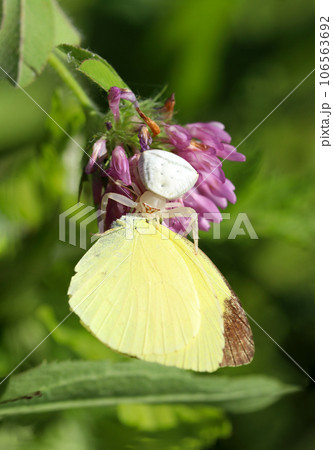 草地に潜むアズチグモがキチョウを捕食している（マクロレンズ使用・ストロボ＋自然光・接写写真） 106563692