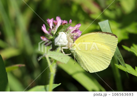 草地に潜むアズチグモがキチョウを捕食している（マクロレンズ使用・ストロボ＋自然光・接写写真） 106563693