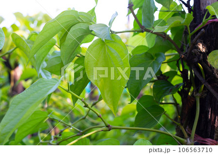 Green leaves of betel plant in the garden 106563710