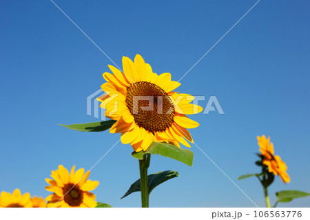 Sunflower field with blue sky. Beautiful summer landscape. 106563776