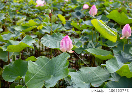 Beautiful blooming pink lotus flower with green leaves Beautiful blooming pink lotus flower with green leaves 106563778