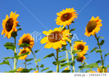 Sunflower field with blue sky. Beautiful summer landscape. Sunflower field with blue sky. Beautiful summer landscape. 106563779