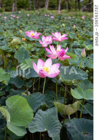 Pink lotus flower blooming in pond with green leaves 106563787