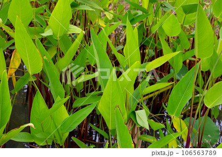 Alligator Flag, Water Canna (Thalia geniculata L.) 106563789