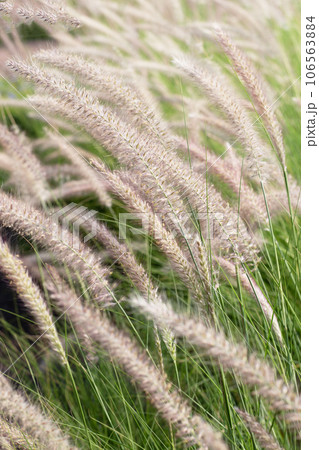 Fountain grass or pennisetum alopecuroides 106563884