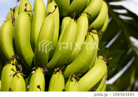 Banana fruits. A cluster of bananas Banana fruits. A cluster of bananas 106563885