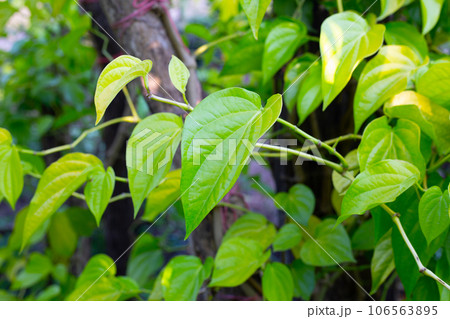 Green leaves of betel plant in the garden 106563895