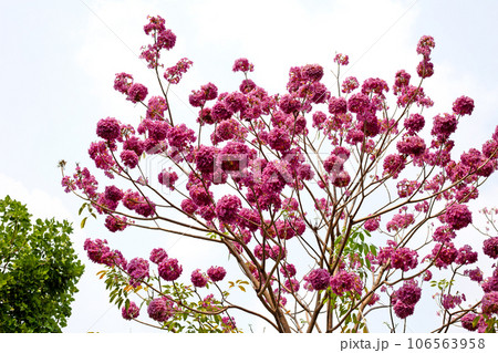 Trumpet Tree, Pink Poui, New World Trumpet, Rosy Trumpet 106563958