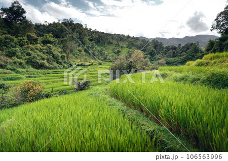 Rice fields and wooden hut balcony 106563996