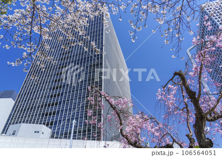 満開の桜に包まれた大阪駅前第4ビル 満開の桜に包まれた大阪駅前第4ビル 106564051