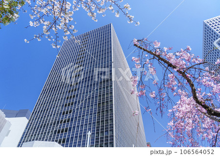 満開の桜に包まれた大阪駅前第4ビル 満開の桜に包まれた大阪駅前第4ビル 106564052