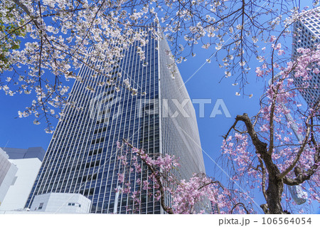 満開の桜に包まれた大阪駅前第4ビル 満開の桜に包まれた大阪駅前第4ビル 106564054