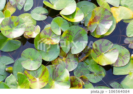 Beautiful water lily green leaves Beautiful water lily green leaves 106564084
