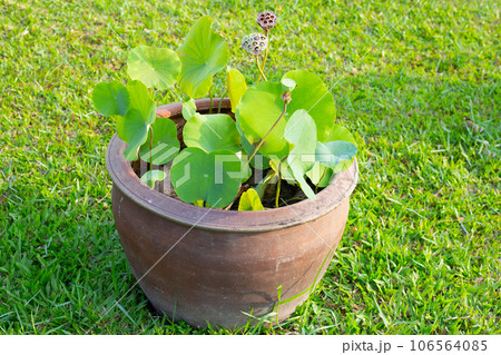 Beautiful lotus in a pot Beautiful lotus in a pot 106564085