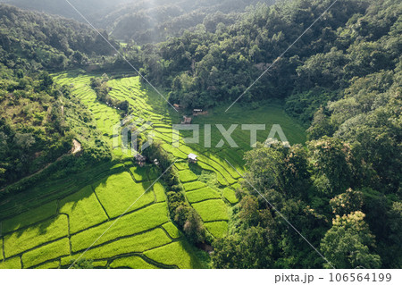 Rice terraces in rural forest with evening light,paddy field 106564199