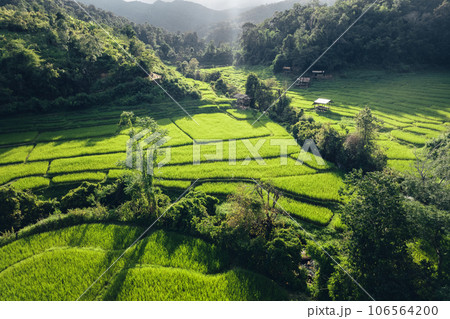 Rice terraces in rural forest with evening light,paddy field Rice terraces in rural forest with evening light,paddy field 106564200