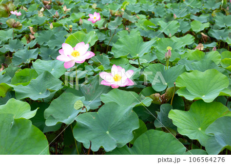 Beautiful blooming pink lotus flower with green leaves 106564276