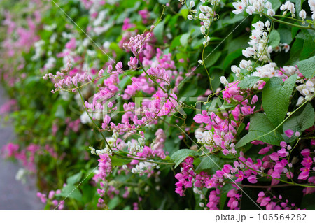 Mexican creeper, Chain of love, Coral vine. Pink flower 106564282