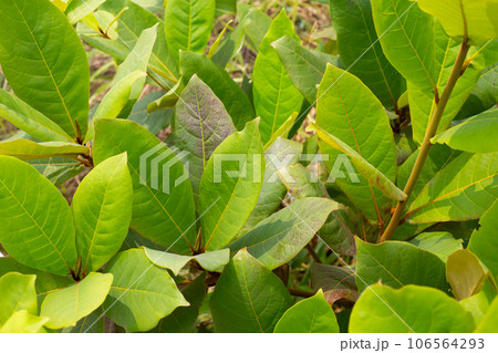 Tropical almond tree or Terminalia catappa Tropical almond tree or Terminalia catappa 106564293