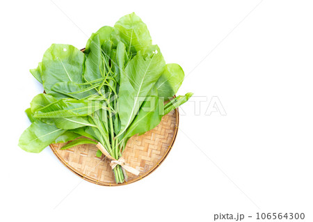 Green leaves of tummy wood or patana oak 106564300