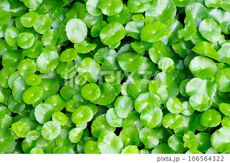 Fresh green centella asiatica leaves Fresh green centella asiatica leaves 106564322