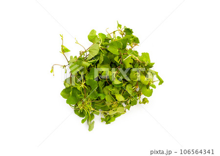 Gotu kola plant or Asiatic pennywort, Indian pennywort 106564341