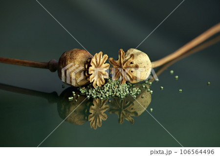 Dried poppy seed heads and seeds with reflections Dried poppy seed heads and seeds with reflections 106564496