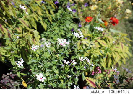 花壇に植えられたカラフルな花の寄せ植え 106564517
