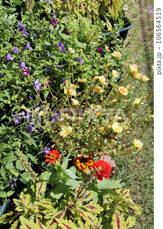 花壇に植えられたカラフルな花の寄せ植え 106564519