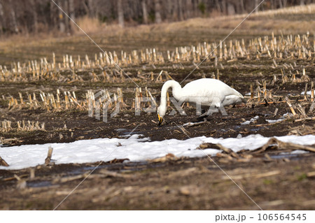 冬の畑で落ち穂を探す白鳥 106564545