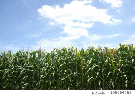 とうもろこし畑 106564562