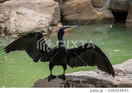 羽を広げるカワウ 天王寺動物園 鳥の楽園 羽を広げるカワウ 天王寺動物園 鳥の楽園 106564643