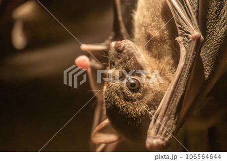 エジプトルーセットオオコウモリ　天王寺動物園　夜行性動物舎 106564644