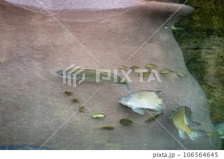 カバの皮膚をつつくナイルティラピア 天王寺動物園 カバ舎 カバの皮膚をつつくナイルティラピア 天王寺動物園 カバ舎 106564645