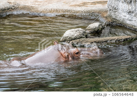 カバ 天王寺動物園 カバ 天王寺動物園 106564648