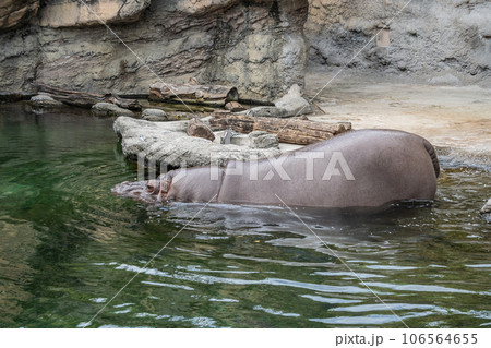 池に入るカバ　天王寺動物園　 106564655